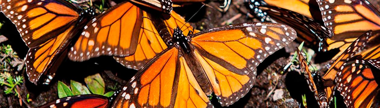 Imagen principal del destino MARIPOSA MONARCA CON VALLE DE BRAVO