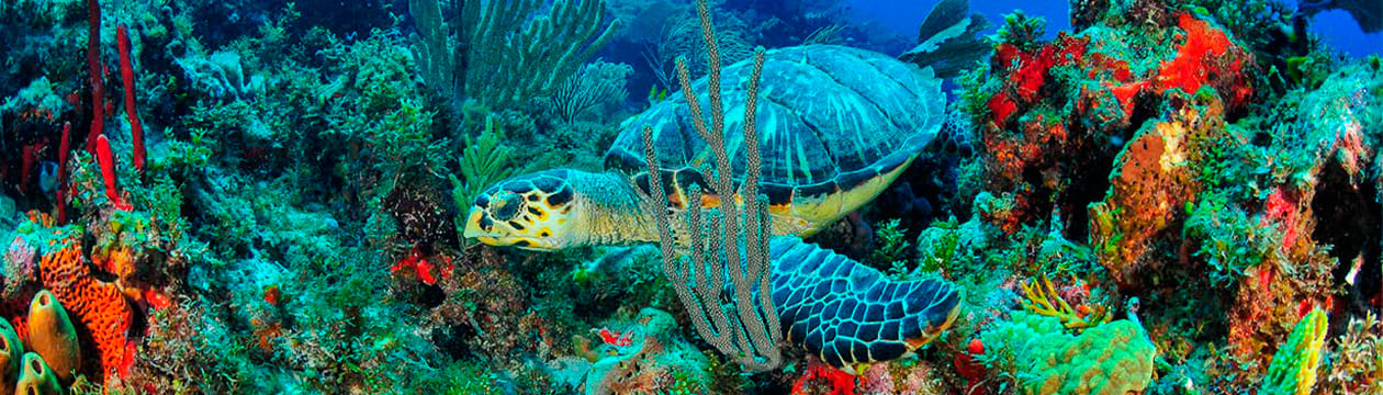 Imagen principal del destino TOUR ISLA MUJERES DESDE PLAYA DEL CARMEN