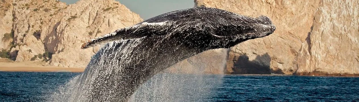 Imagen principal del destino ASOMBROSA BAJA CALIFORNIA CON BALLENAS