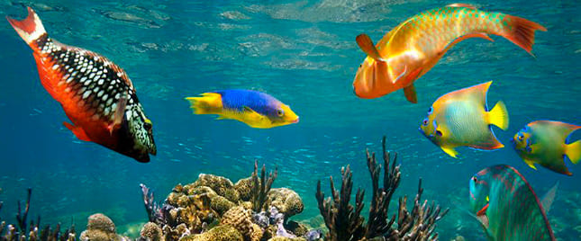 Atractivo turístico en JUNGLE TOUR AQUA FUN 4