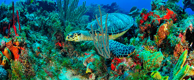 Atractivo turístico en TOUR ISLA MUJERES 4
