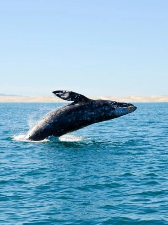 Imagen del destino BAJA CALIFORNIA SUR