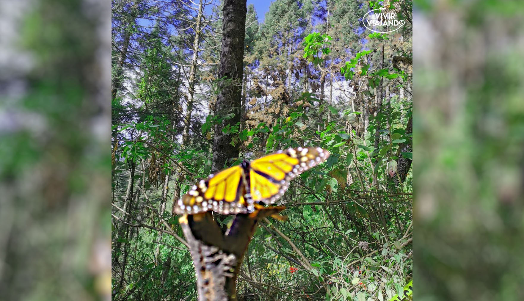 Mariposa Monarca con Valle de Bravo