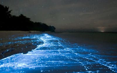ESPECTACULO DE BIOLUMINISENCIA / OAXACA Y PUERTO ESCONDIDO