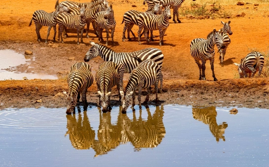 AFRICA
