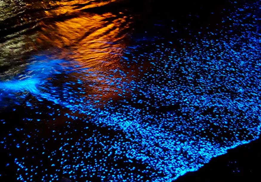 ESPECTACULO DE BIOLUMINISENCIA / OAXACA Y PUERTO ESCONDIDO