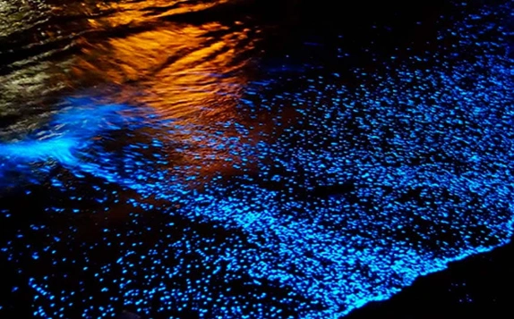 Vista adicional de OAXACA Y PUERTO ESCONDIDO ESPECTACULO DE BIOLUMINISCENCIA 5