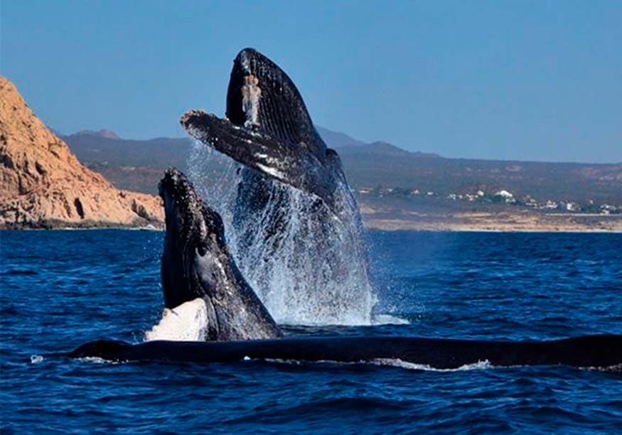 Asombrosa Baja California con Ballenas