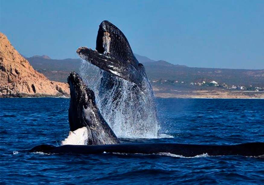 Hermosa Baja California con Ballenas 